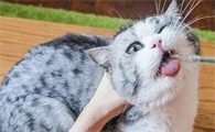 猫身上怎么会有跳蚤