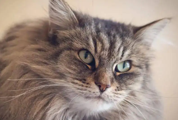 挪威森林猫怎么看纯种？方法如下！