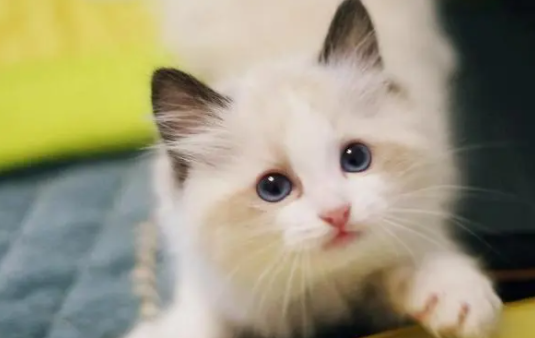 小猫的脐带可以剪吗？