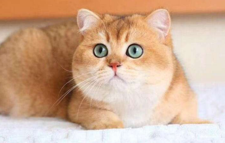 金渐层眼睛颜色几个月变绿？不知道的看这里！