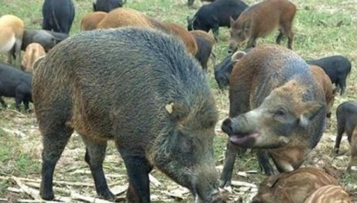 车八岭现獠牙猛兽,不抓老鼠却偏爱老鼠洞,靠长鼻子确定母兽位置 车八岭现獠牙猛兽,不抓老鼠却偏爱老鼠洞,靠长鼻子确定母兽位置