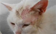 猫咪脚真菌感染用什么药比较好