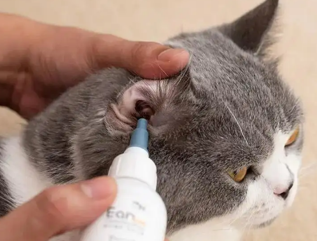 小奶猫多大可以清理耳朵里的毛