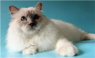 伯曼猫多少钱一只