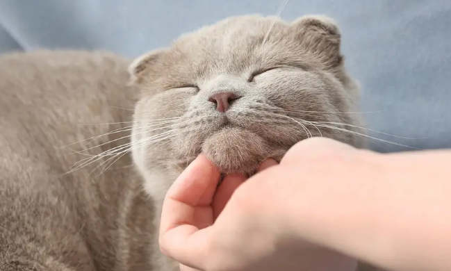 猫为什么喜欢被挠下巴？铲屎官快来看