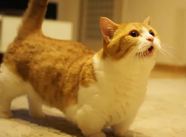 曼赤肯猫真的有基因缺陷吗？