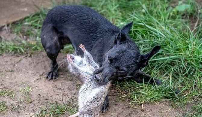 英国8只猎犬7小时捉700老鼠创纪录，堪称劳模，主人说是本能