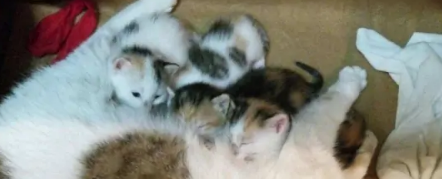 小猫生下来脐带多久脱落