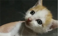 幼猫身上有虱子怎么办