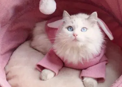 小母猫漏尿是怎么回事啊