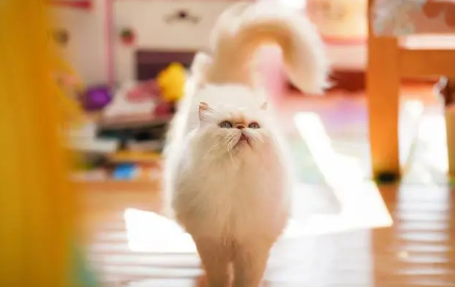 被困通风井的流浪猫,靠近后发现竟是加菲猫,小哥:只能量力而行 被困通风井的流浪猫,靠近后发现竟是加菲猫,小哥:只能量力而行