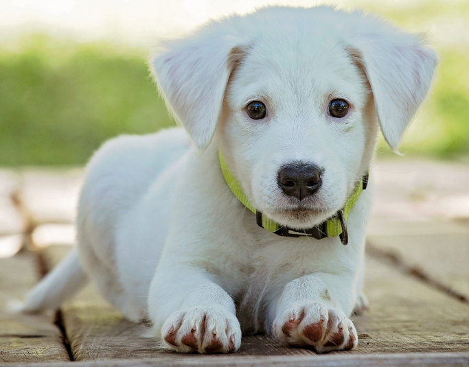 狗得犬瘟的症状 狗得犬瘟的症状