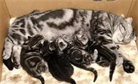 猫咪一年怀孕几次