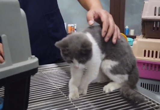 漂亮英短蓝白猫却沦落在车底,小姐姐把猫咪送医后,发现它更可怜 漂亮英短蓝白猫却沦落在车底,小姐姐把猫咪送医后,发现它更可怜
