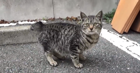 大叔救助被咬伤的狸花猫,却将它送养出去,1个月后它翻墙见大叔 大叔救助被咬伤的狸花猫,却将它送养出去,1个月后它翻墙见大叔