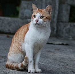 小猫一共要打几次疫苗针 小猫一共要打几次疫苗针