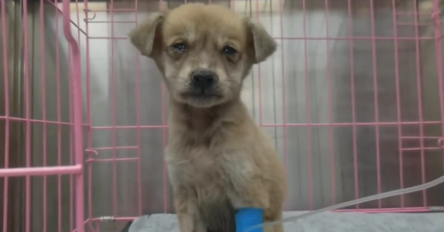 犬瘟、细小加冠状,仅两个月的流浪小奶狗被救助后,默默流着眼泪 犬瘟、细小加冠状,仅两个月的流浪小奶狗被救助后,默默流着眼泪