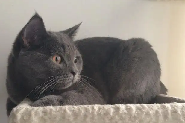 科拉特猫和俄罗斯蓝猫的区别，还有人不知道吗？
