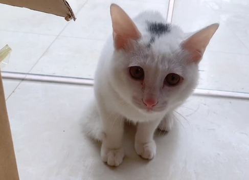 本该是漂亮布偶猫，却在遍体鳞伤失去毛发后，被抛弃在宠物店门口