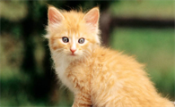 猫咪发烧会自愈吗