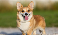 柯基犬性格特点和缺点