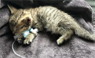 猫瘟潜伏期能有20天不发病吗