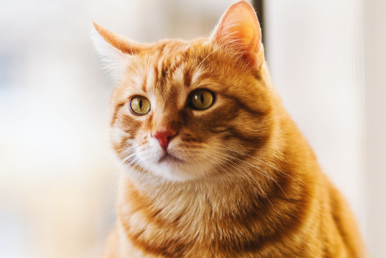 猫咪拉稀呕吐不吃饭没精神怎么办