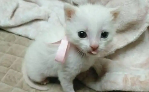 小幼猫拉肚子怎么办