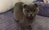 猫传腹是怎么引起的