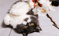 猫咪打架受伤会自愈吗会死吗
