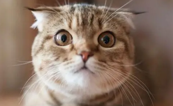 星期猫有什么特征