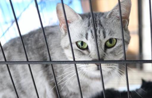 猫老是蹭脸颊两边到底是怎么回事啊 猫老是蹭脸颊两边到底是怎么回事啊