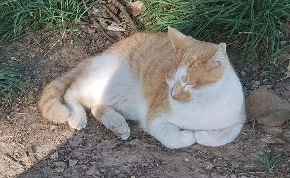 猫咪夏天揣手手什么意思?它可能不想被剪指甲