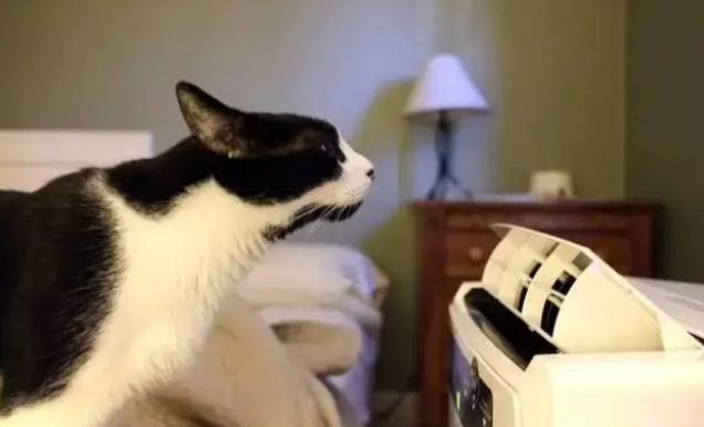 小猫自己的避暑方法是什么呢 小猫自己的避暑方法是什么呢