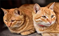 怀孕的猫喘粗气是要生了吗