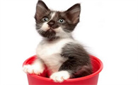 猫的尾巴脱毛是怎么回事