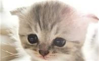 猫的后腿只能拖着走怎么回事