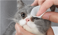 猫眼睛分泌物有点红色是怎么回事