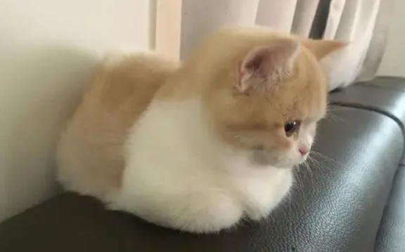 猫咪夏天揣手手什么意思?它可能不想被剪指甲 猫咪夏天揣手手什么意思?它可能不想被剪指甲