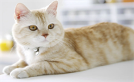 猫便便成型有粘液带血怎么回事