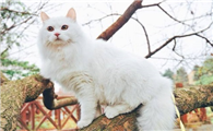 猫咪配完种回来还是叫怎么回事
