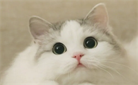 猫得猫瘟的症状有哪些