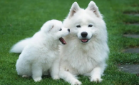 萨摩耶犬幼犬多少钱一只
