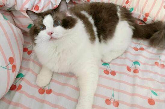 感谢凯锐思猫粮!圆了我的冬日rua胖猫梦! 感谢凯锐思猫粮!圆了我的冬日rua胖猫梦!