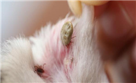 怎么帮狗狗除蚤？天然疗法和食疗法你需要get一下