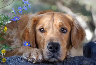 金毛犬是否应该吃美毛？看完这篇文章，你们就知道了