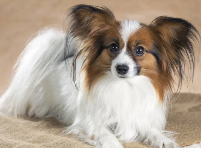 蝴蝶犬有几种