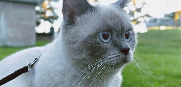猫把自己眼睛挠伤怎么办