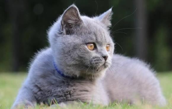 蓝猫价格多少钱一只 蓝猫价格多少钱一只