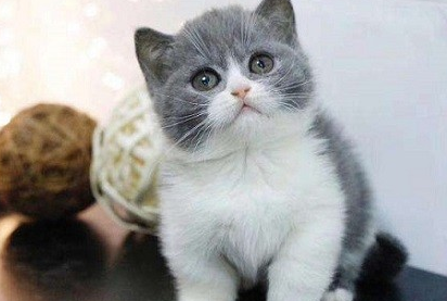 什么颜色的英短猫最好